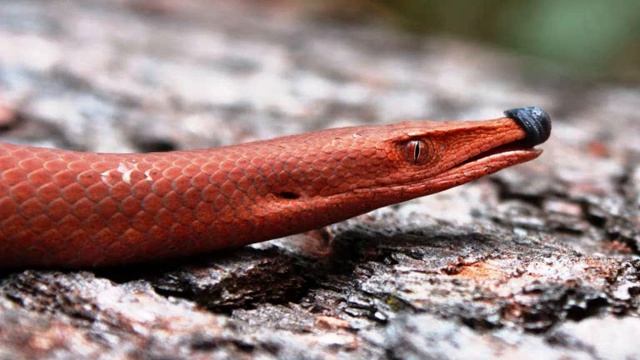 burtons legless lizard.wmv смотреть онлайн