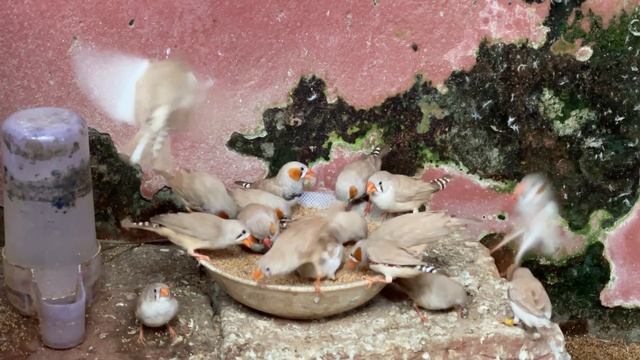 50 Pairs Zebra Finch Eating Food смотреть онлайн