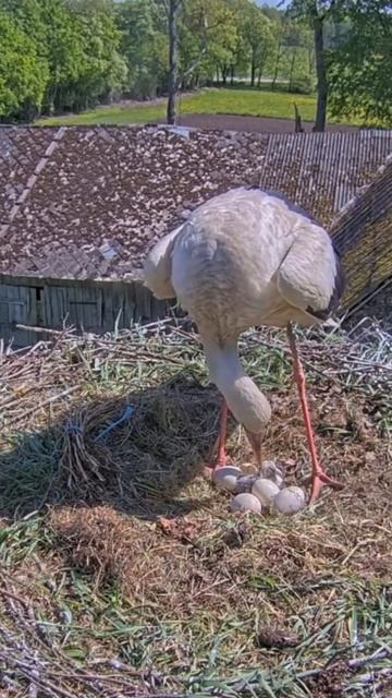 Second egg hatched in white storks nest #whitestork #egghatch #storks #shorts смотреть онлайн
