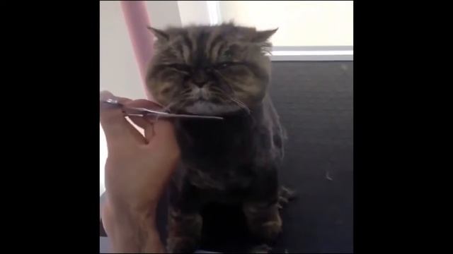 ## ОООЧЕНЬ МИЛЫЕ!!! :-))) ##И ОООЧЕНЬ СМЕШНЫЕ!!! :-))) смотреть онлайн