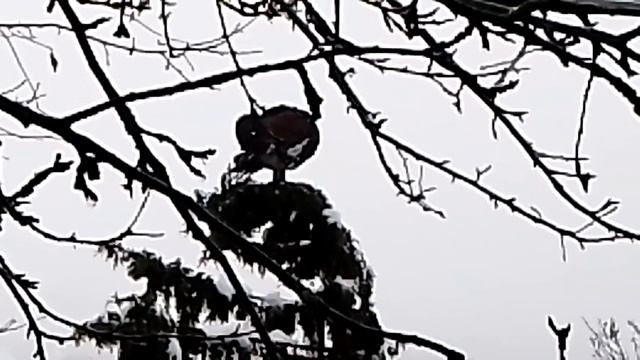 корешок прилетел 2 смотреть онлайн