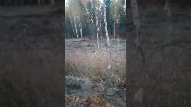 Смелая лиса подошла к машине смотреть онлайн