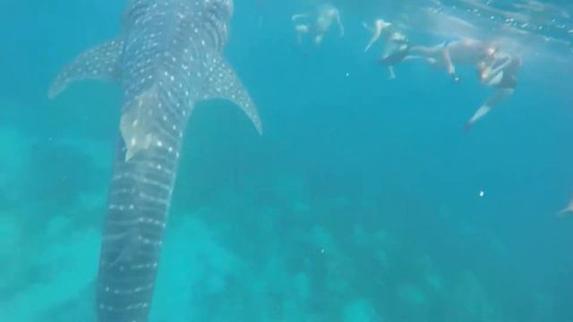 Whale Shark Oslob Swimming смотреть онлайн
