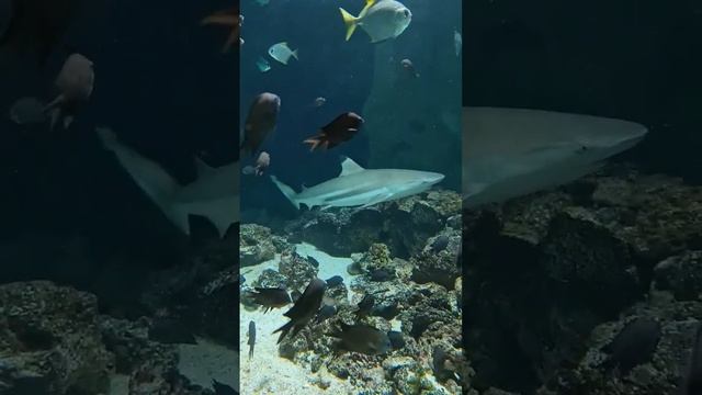 #shark #sea #fish #water #power смотреть онлайн