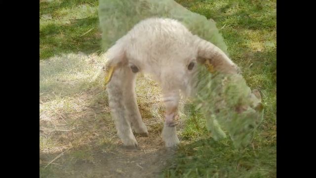 Mary Had A Little Lamb - 2 (acoustic) - nursery rhyme смотреть онлайн