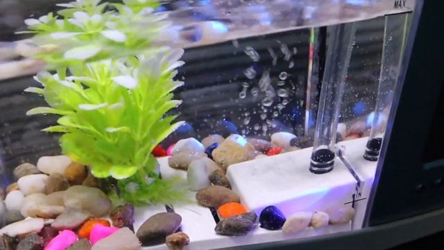 MINI Desktop Fish Tank REVIEW The Worst Aquarium On AMAZON смотреть онлайн