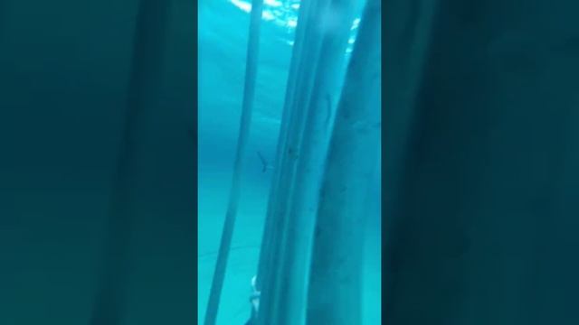 Shark Cage Dive With Face 2 Face Adventures In Spanish Wells, Eleuthera Bahamas смотреть онлайн