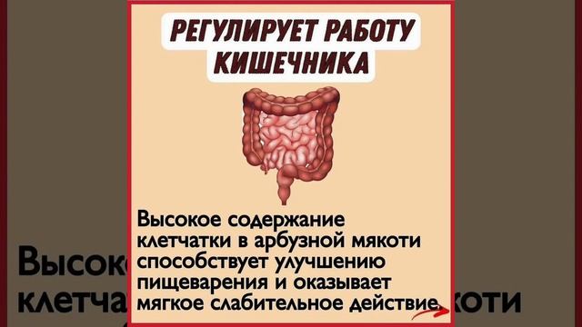 Польза арбуза для кышечника. смотреть онлайн