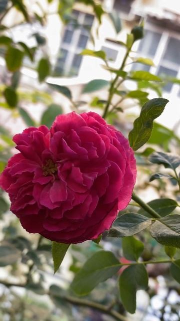 Falstaff rose bred by David Austin #rosegarden #englishrose #shrub #terracegarden #fragrant #gulab смотреть онлайн