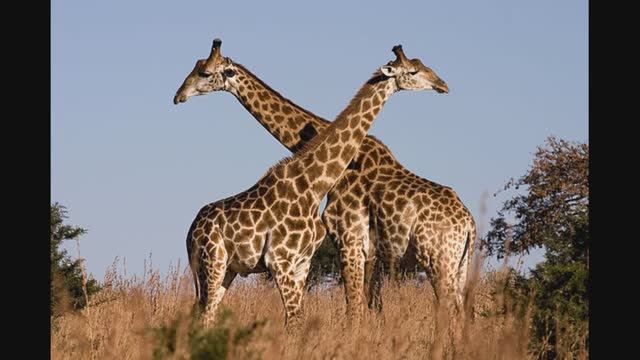 АФРИКА - замечательный континент! Урок для детей смотреть онлайн