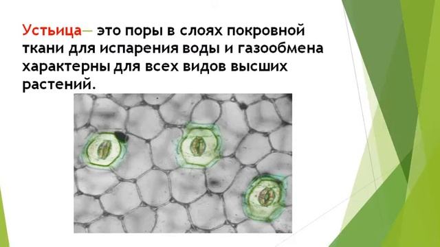 Ткани растений