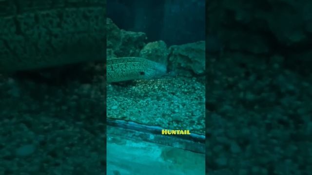 My Charizard's vacation to Greece! We went to see some Pokemon friends ;) #pokemontcg #pokemon смотреть онлайн