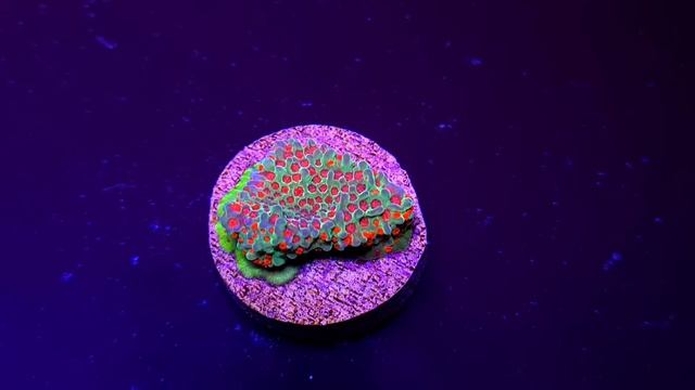 Montipora Grinch смотреть онлайн