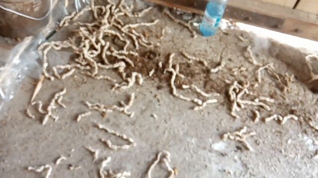 Обзор и первый запуск экструдера зерна ES-110 #6 смотреть онлайн