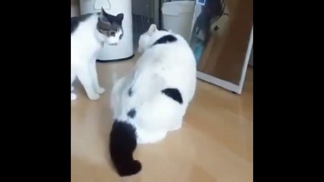 Орущие лягушки и коты | WEBM COMPILATION смотреть онлайн