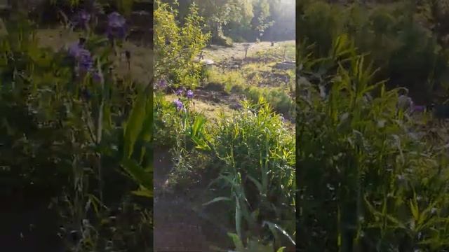 доброе южное утро! на Кубани тепло смотреть онлайн