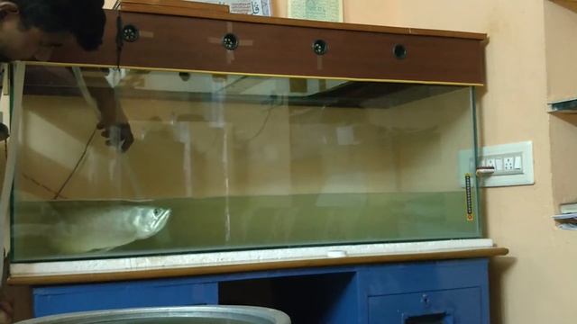 |How to Clean Large fish Tank| - |Arowana Tank| |#Arowanatank| |#Fishtank| |#Aquariumcleaning смотреть онлайн