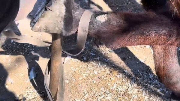 百般折磨!驢蹄內竟然卡入這麼多石頭!瘸腿走路非常痛苦!民間釘掌師挖出石頭後更換新蹄鐵,毛驢輕鬆了!