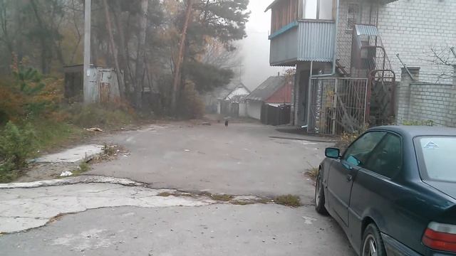 Умовний рефлекс цуциків смотреть онлайн