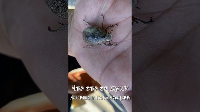 Помогите определить вид жука #philippines #travel #russia #bug #beatle смотреть онлайн