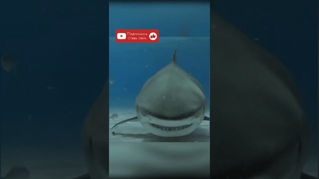 О, привет! 🦈 #shorts #акула #неожиданность смотреть онлайн