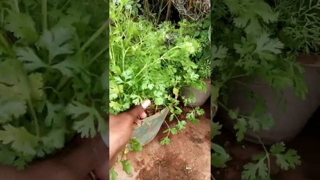 How to grow coriander plant смотреть онлайн