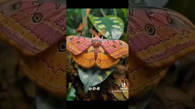 бабочки разные бывают 😍 смотреть онлайн