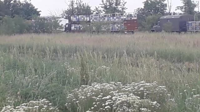 много , много пасек на кориандре смотреть онлайн