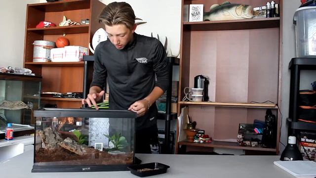 NEW BABY PACMAN FROG! (basic care - tank setup) смотреть онлайн
