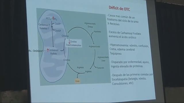PROTEINAS (3) Ciclo de la urea, (4) esqueleto carbonado de aa смотреть онлайн