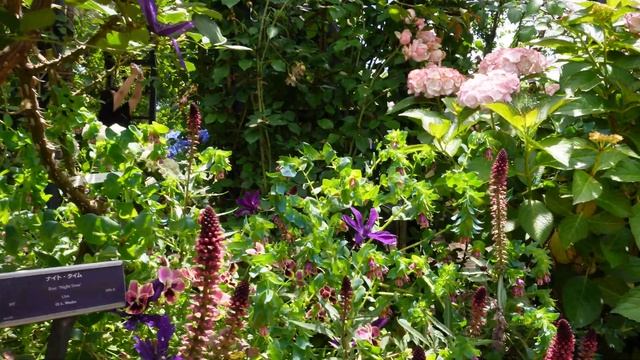Competing hydrangeas and roses in the Yokohama English Garden! смотреть онлайн