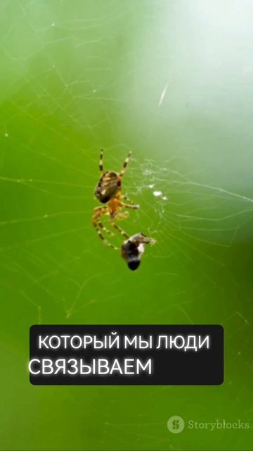 Чувствуют ли насекомые боль? смотреть онлайн