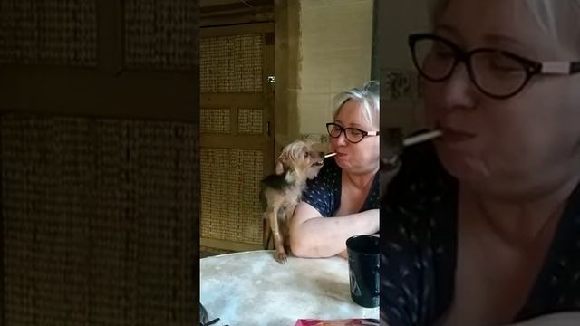 Приют Кошкин дом-кошек доноров. Хлеба горбушку и то пополам) смотреть онлайн
