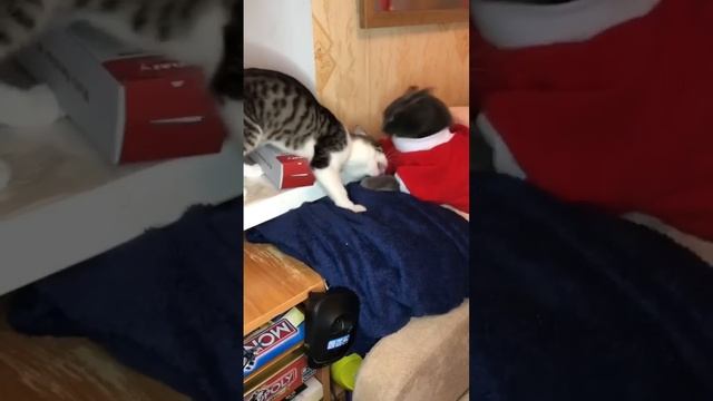 СИМБА 62 серия смотреть онлайн