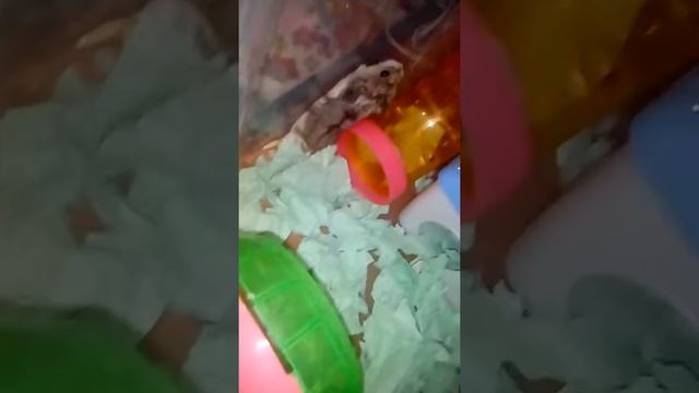 Заселение хомяка. смотреть онлайн