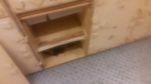 заселение пчелопавильона