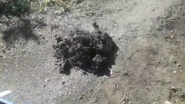 осы заселились в пчелопавильон и построили огромное гнездо смотреть онлайн