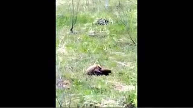 VID 20170516 053117 1 смотреть онлайн
