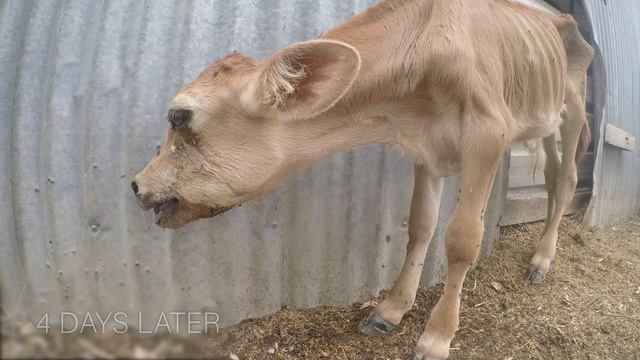 Доминион (документальный фильм, 2018)