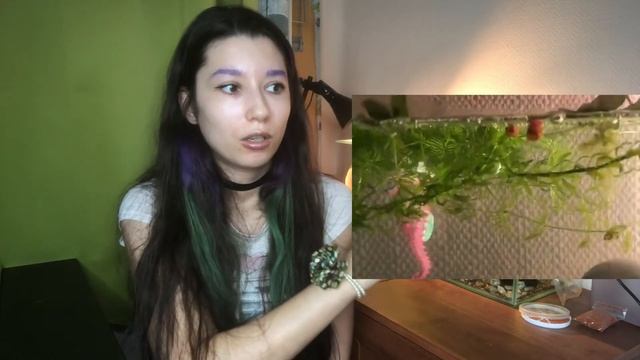 КАК ЗАПУСТИТЬ АКВАРИУМ. БЮДЖЕТ. ПОКУПКИ. ПРОБЛЕМЫ. смотреть онлайн