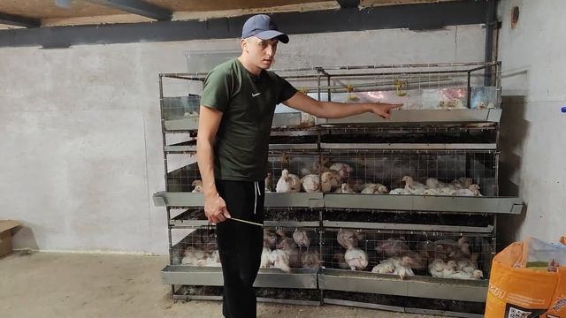 Клетка для бройлеров своими руками смотреть онлайн
