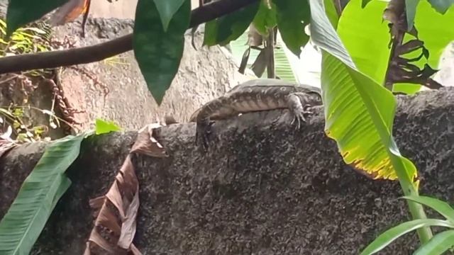 biawak Liar tersesat tak tahu arah || kadal смотреть онлайн