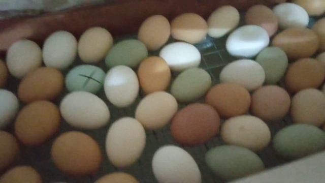 Первый наклëв! / Цыплята пищат / Ждëм крох смотреть онлайн