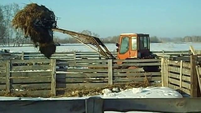 Т-16 с КУНом. Раздаем сено, убираем навоз. Как это было 2012 год. смотреть онлайн