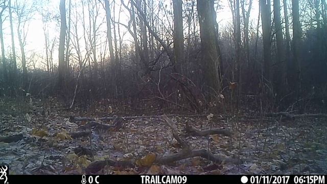 Coyote - Guelph, Ontario, Canada, 2020-11-29 9:00 смотреть онлайн