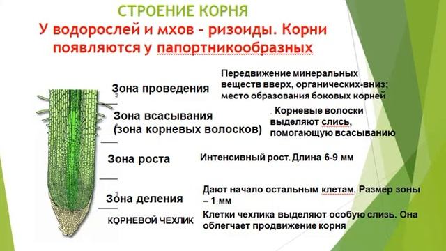 Вегетативные органы растений корень