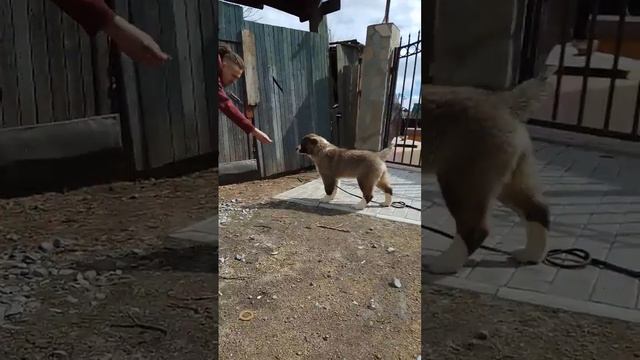 Продажа щенок САО Дар Медичи Элегия. смотреть онлайн