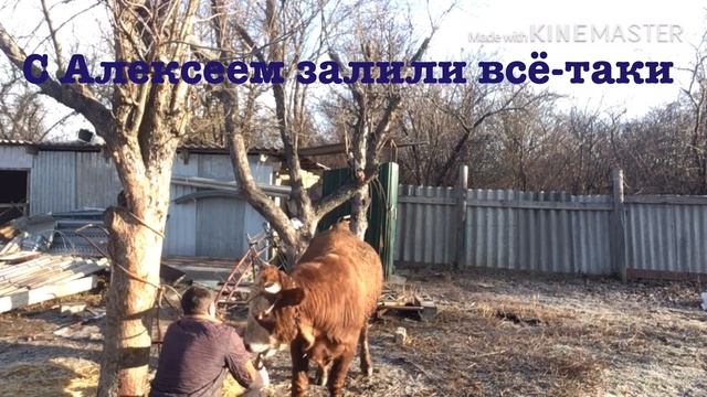 Проблема с быком смотреть онлайн