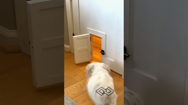 Re-sharing the Lego room doggie door because it's fun and cute 😉 #cute #cuteanimals #customdoors смотреть онлайн