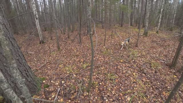 РГ Побудка (Стрелка) (2 года 7 месяцев) ВПКОС 7132/24. Охота на зайца беляка. Добыли трех зайцев